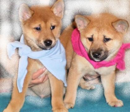 SHIBA INU rot welpen 11 wochen alt.