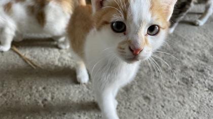 2 süße Katzenbabys abzugeben