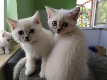 BKH Kitten