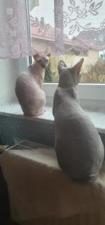 Don. sphynx