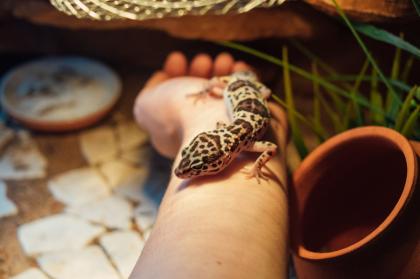 Terrarium mit 3 Leopardgeckos weibl. 0. 1