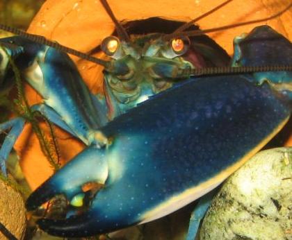 Sehr schöne Cherax Hoa Creek blau-rosa Krebse abzugeben