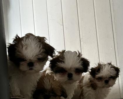 Reinrassige Shi-Tzu Welpen