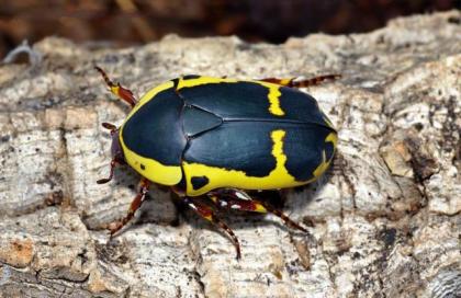 Larven von Pachnoda sinuata flaviventris