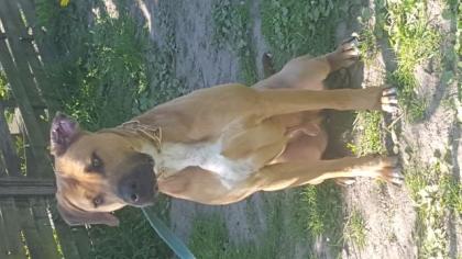 Traumhund sucht