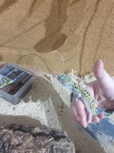 Leopardengecko
