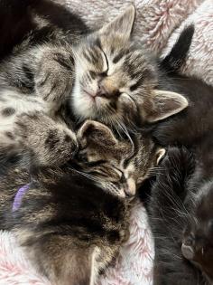 Ragdoll Hauskatze Mix Kitten