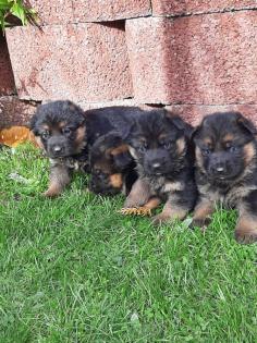 Sehr schöne schwarz-braune Schäferhundwelpen