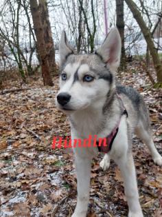 Husky Welpen aus exclusiver Verpaarung suchen ein kuscheliges Zuhause. Nur noch 3 Welpen Verfügba