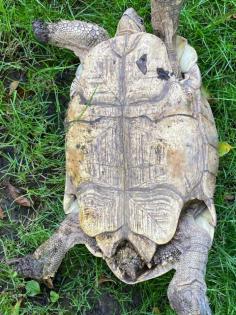 Pantherschildkröten