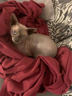 Verkaufe Sphynx Canadian Kater, dringend