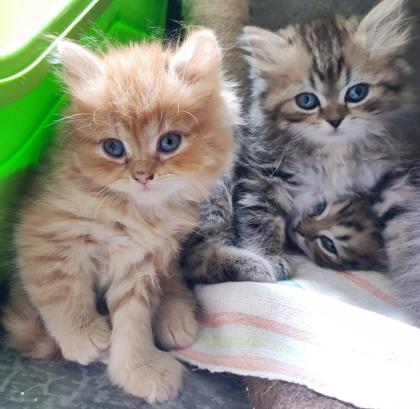 BKH und BLH Kitten suchen liebevolles Zuhause
