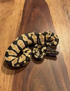 Königspython, Jungtiere, Ballpython