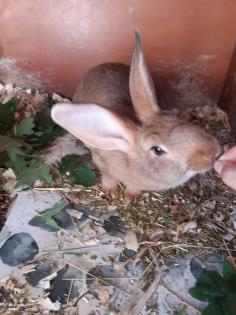 Mecklenburger Schecken Kaninchen Bock Rammler Männchen