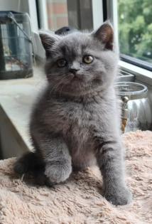 Britisch Kurzhaar BKH Kitten 2fach geimpft