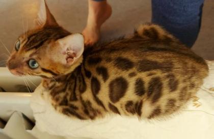 Süße Bengalkatzen zu verkaufen