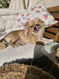 Deckrüde für Pekinesen Mädchen gesucht