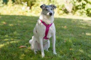 LAYDA - Mix, weiblich, 9 Jahre, 56 cm, 20 kg, Gechipt, Kastriert