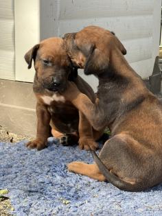 Rhodesian Ridgeback Welpen mit Papieren