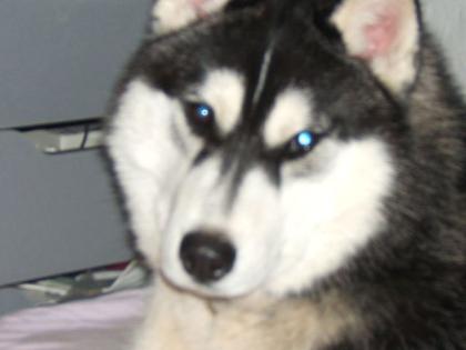 Seberyan husky