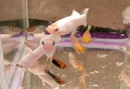 Platinum Snow Full White Guppy Schneeweiß Weiß