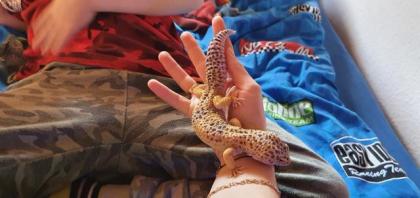 Leopardengecko Familie sucht neue und gemütliche zuhause