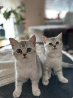 BKH Kitten Abgabebereit