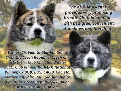 Der KURUMA Kennel bietet brindle Akita Inu Welpen