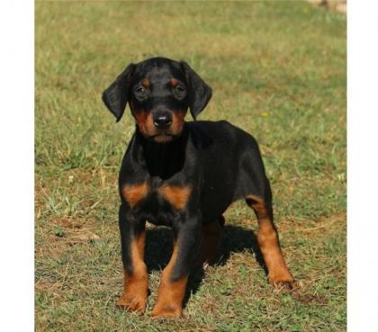 Dobermann - Ein Freund fürs Leben
