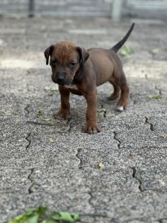 Rhodesian Ridgeback Welpen mit Papieren