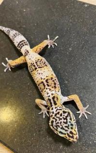 Leopardengeckos aus Hobbynachzucht 2022