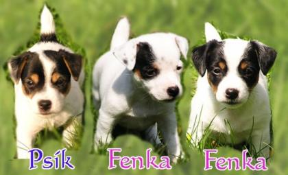 Jack Russell Terier
