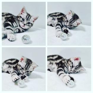BKH Britisch Kurzhaar Kitten silber tabby Whiskas mit Stammbaum