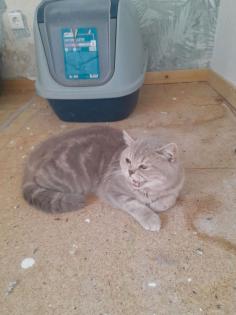 Zwei Katzen abzugeben. BKH mit Perser.