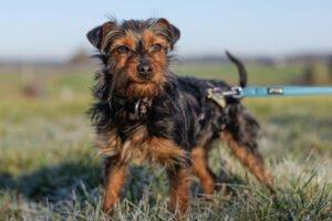 KALINKA - Yorki-Mix weiblich, 1 Jahr, 25 cm, 3. 1 kg, Gechipt, Kastriert