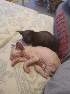 Reinrassige Don Sphynx Kitten Kätzchen