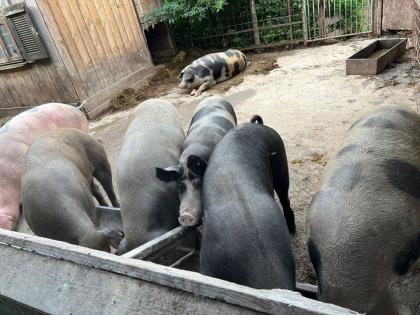 Schweine Freiland