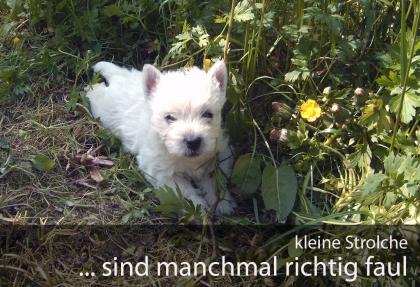 Westi Welpen suchen ein schönes neues zuhause