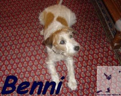 Benni Jack Rassel braucht neue Bleibe