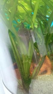 Axolotl kostenlos abzugeben
