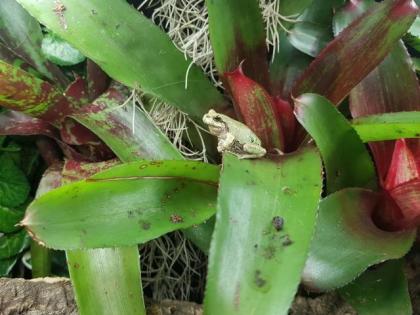 Hyla japonica Nachzuchten Rarität ab Mai abzugeben.
