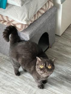 Hauskatze sehr süß