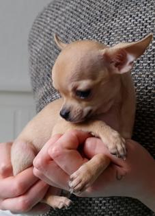 Zuckersüßer chihuahua rüde Abgabebereit