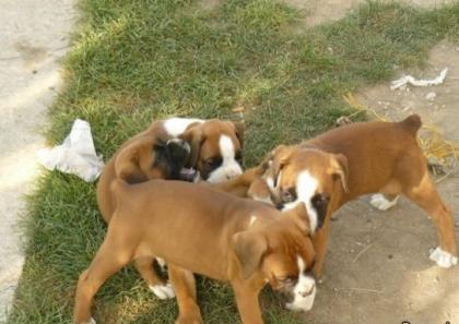 Boxerwelpen