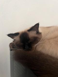 Heilige Birma Katze