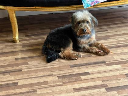 Yorky Mischling weiblich männlich