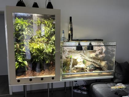 Pantherchamäleon mit Terrarium