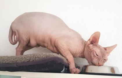 Sphynx Kater