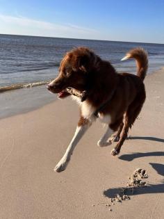 Austrailian Shepherd/Border Collie Mix sucht erfahrenes Zuhause