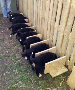 Berner Sennen Welpen